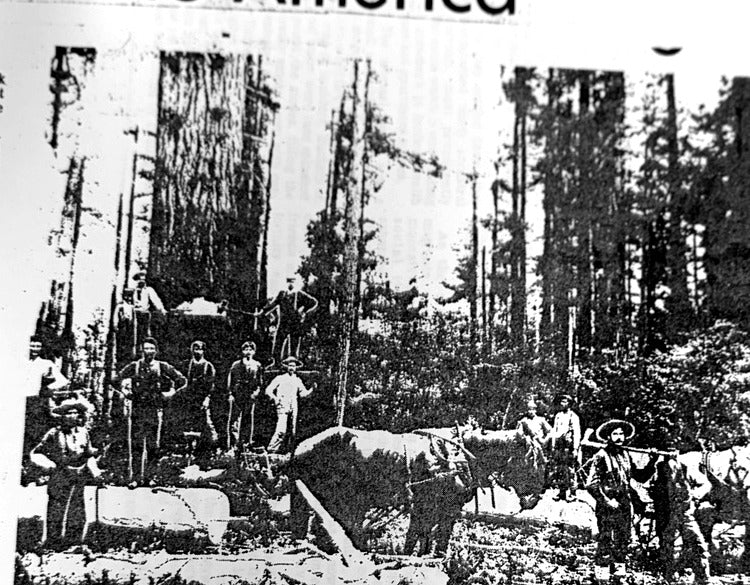 Historic logging scene used in Hockinson Finnish immigration records
